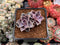 Echeveria 'Perle von Nurnberg' 1" Succulent Plant