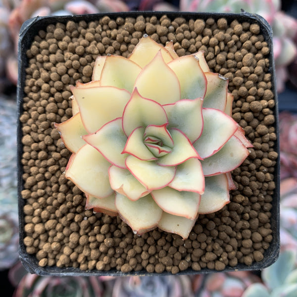 Echeveria 'Esther' Variegated Small 2" Succulent Plant