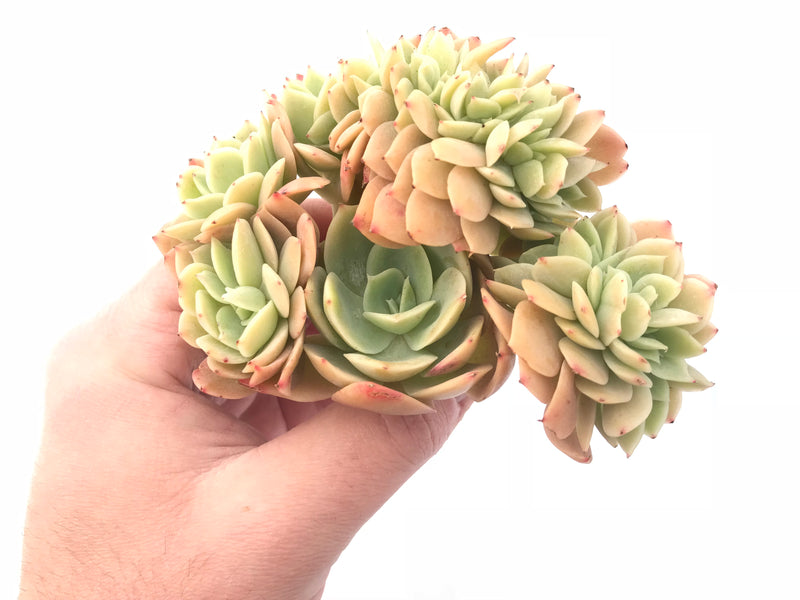 Echeveria ‘Pastel’ Crested Cluster 5” Rare Succulent Plant