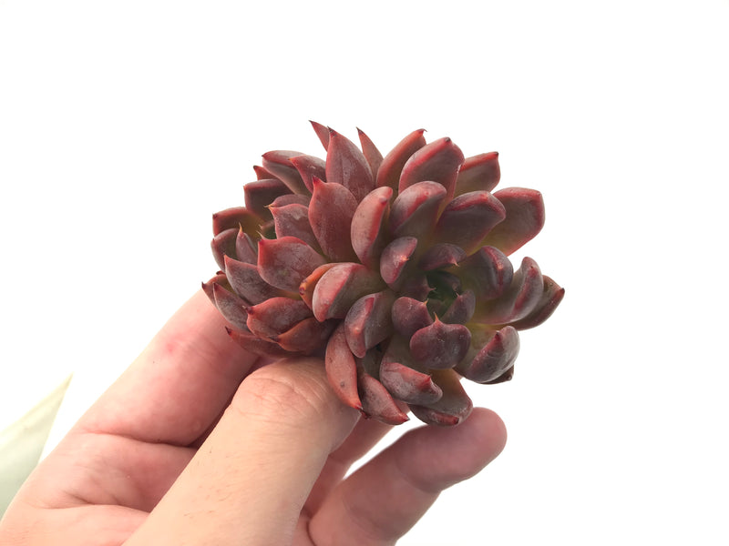 Echeveria Agavoides 'Magic Plot' Double Headed Cluster 3" Succulent Plant