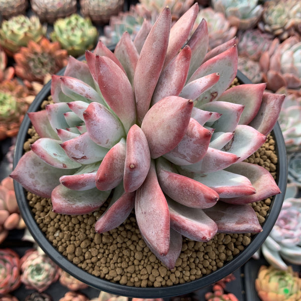 Echeveria 'Ratam' Hybrid 5" Succulent Plant