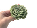 Echeveria 'Southern Bell' 4" Large Succulent Plant