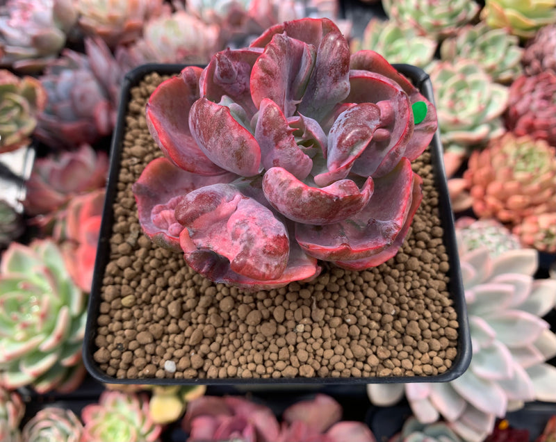 Echeveria 'Beyonce' Variegated 4" Succulent Plant