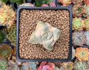 Crassula 'Moonglow' Variegated 1" Succulent Plant