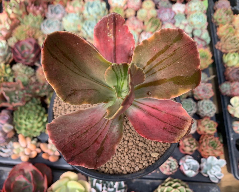 Echeveria 'Fimbriata' Variegated AKA 'Fasciculata' 5" Succulent Plant