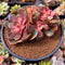 Echeveria 'Zestar' Crested 3" Succulent Plant