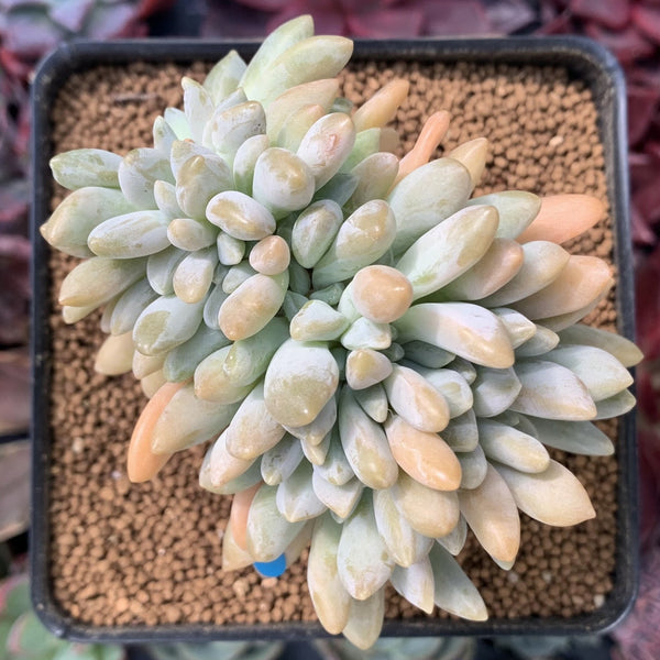 Cremeneria 'Expatriata' (Cremnophila linguifolia x Echeveria amoena ‘Microcalyx’) Crested Cluster 2"-3" Succulent Plant