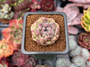 Echeveria 'Amethyst' 1"-2" Succulent Plant