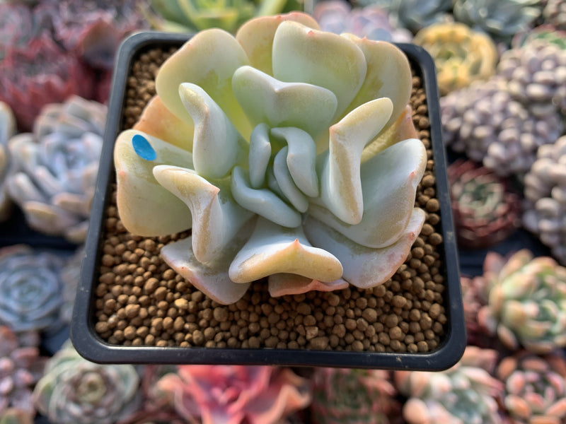 Echeveria 'Exotic' 2" Powdery Succulent Plant