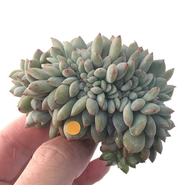 Echeveria 'Orange Monroe' Crested' 3"-4" Succulent Plant