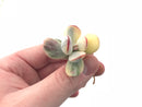 Cotyledon Orbiculata Variegated Cutting Very Rare 2”-3” Succulent Plant