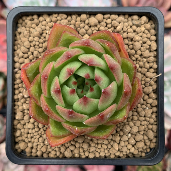 Echeveria Agavoides 'Mocha' 3" Succulent Plant