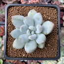 Pachyphytum 'Amata' 1"-2" New Hybrid Succulent Plant