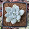 Pachyphytum 'Amata' 1"-2" New Hybrid Succulent Plant