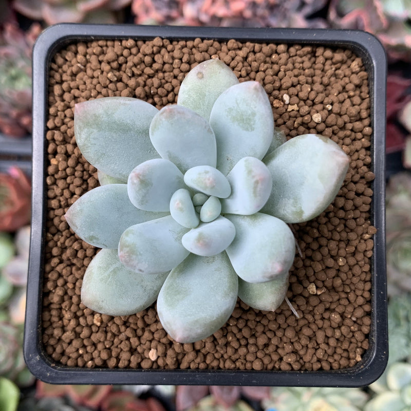 Pachyphytum 'Amata' 1"-2" New Hybrid Succulent Plant