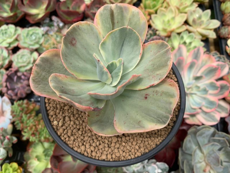 Echeveria sp. Variegated *NOT A TRUE ZUSUNG ICE AGE* 4" Succulent Plant