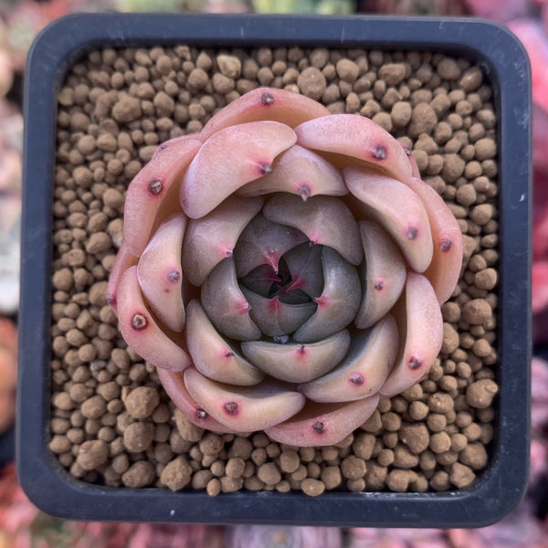 Echeveria Agavoides 'Black Queen' Hybrid 1" Succulent Plant