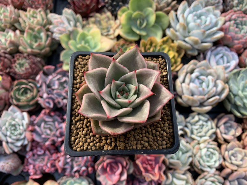 Echeveria Agavoides 'Padma' 1"-2" Succulent Plant