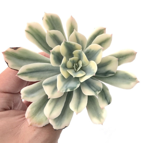 Echeveria 'Secunda' Varieagted 4" Succulent Plant