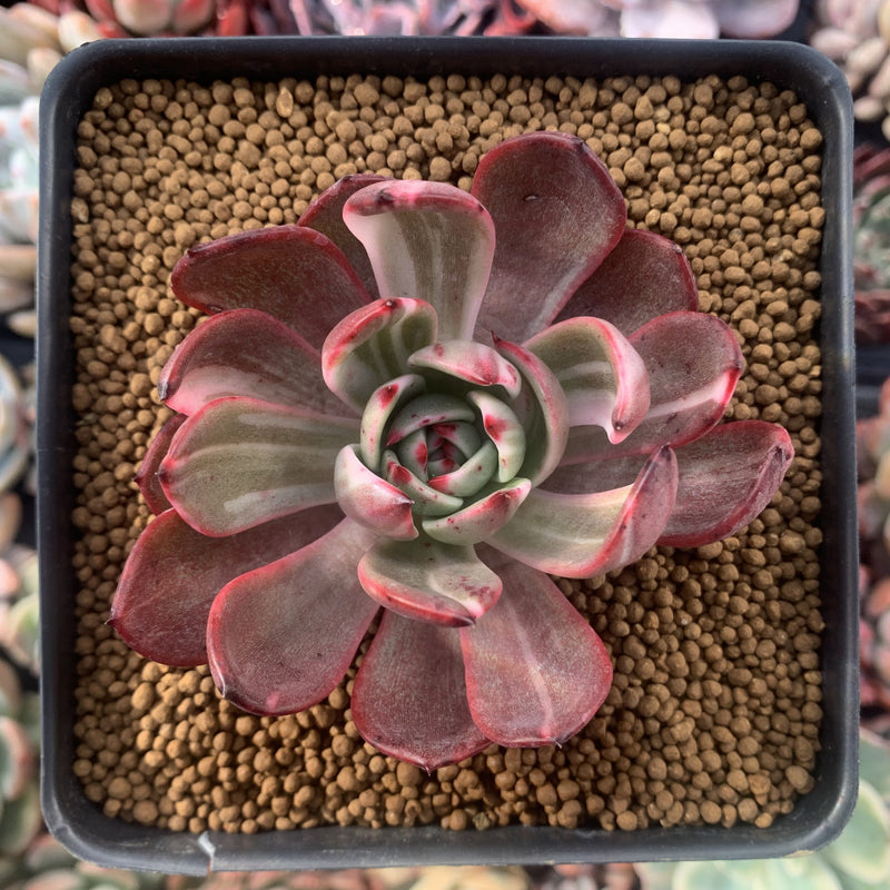 Echeveria Agavoides 'Star Boss' Variegated 2"-3" Succulent Plant