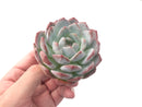 Echeveria 'Orange Monroe' 3" Powdery Succulent Plant