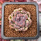 Echeveria 'Amethyst' 1"-2" Succulent Plant