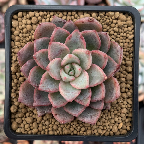 Echeveria Agavoides 'Blood Spirit' 2" Succulent Plant