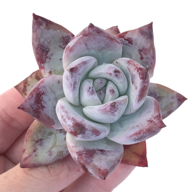 Echeveria 'Colorata' 2" Powdery Succulent Plant