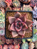 Echeveria Agavoides 'Red Ebony' 3" Succulent Plant