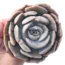 Echeveria 'Lilacina' Monstrose Variegated 4" Succulent Plant