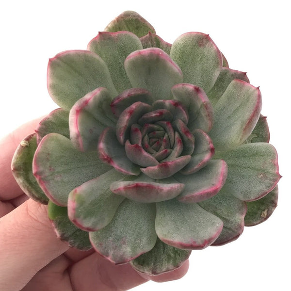 Echeveria Agavoides sp. Variegated 4" Succulent Plant