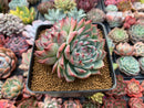 Echeveria 'Chihuahuaensis' 4" Double Headed Cluster Succulent Plant