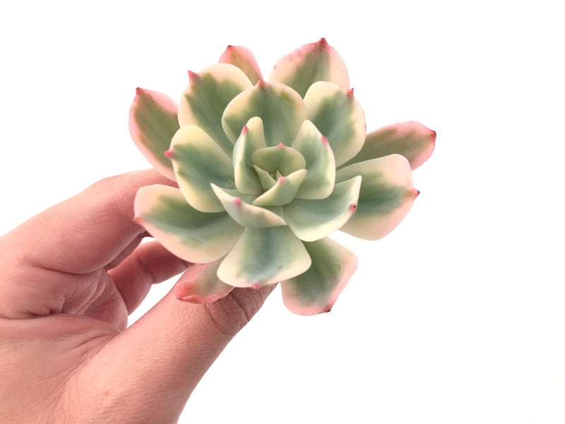 Echeveria 'Secunda' Variegated 4"-5" Succulent Plant