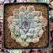 Echeveria 'Hearts Choice' 3"-4" Succulent Plant