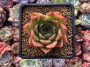 Echeveria Agavoides 'Elizabeth' 2" Succulent Plant