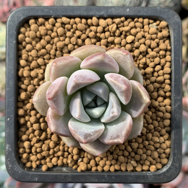 Echeveria 'Boracay' 1" New Hybrid Succulent Plant