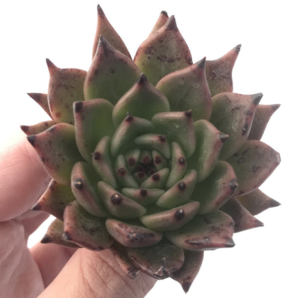 Echeveria Agavoides 'Sarabony' 2" Succulent Plant