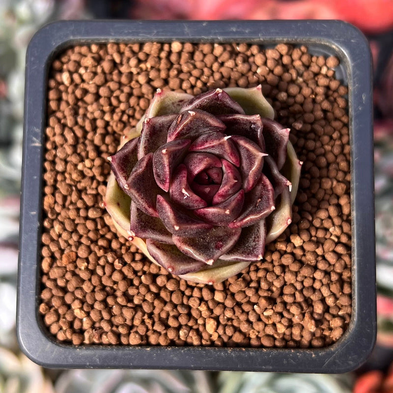 Echeveria 'Russet Plum' 1