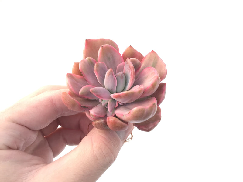 Graptoveria 'Mrs Richards' Variegated 3" Succulent Plant