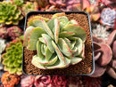 Echeveria ‘Mocha’ Variegated 4" Succulent Plant