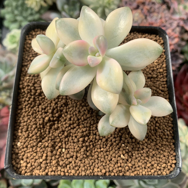 Graptoveria 'Titubans' Variegated 2” Succulent Plant