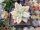 Graptopetalum 'Paraguayensis Awayuki' Highly Variegated 2" Succulent Plant