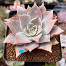 Echeveria 'Madiba' 2" Succulent Plant