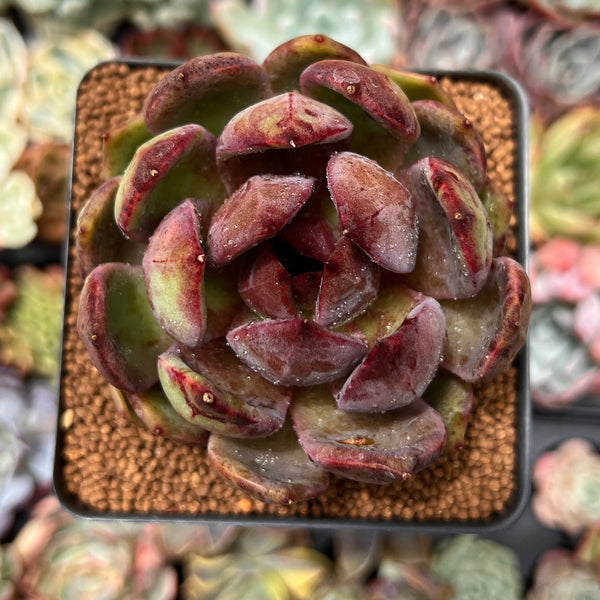 Echeveria 'Apothic Red' 2"-3" Air Magic Hybrid Succulent Plant