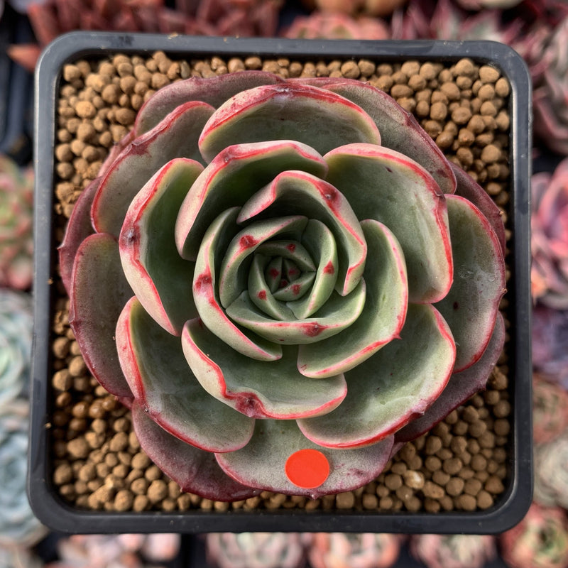 Echeveria 'Pink Flora' 3" Succulent Plant