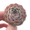 Echeveria 'Hongil' 2" New Hybrid Succulent Plant