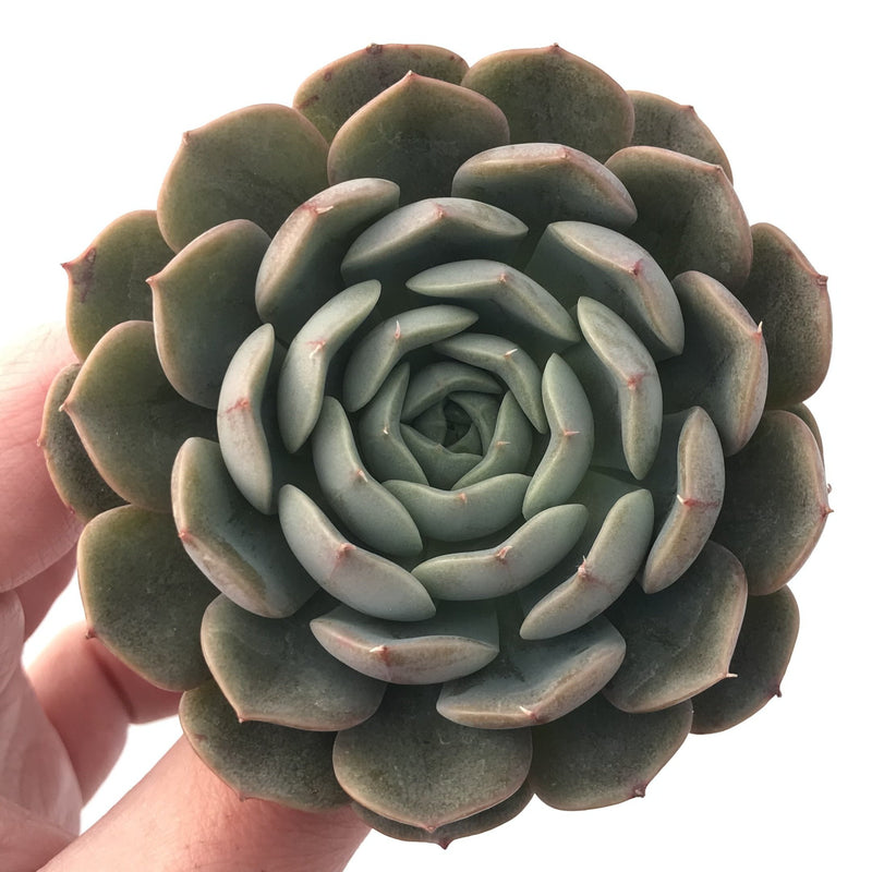 Echeveria 'Maroon Hill' 2”-3" Succulent Plant