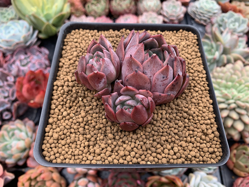 Echeveria 'Piano' 3" New Hybrid Cluster Succulent Plant