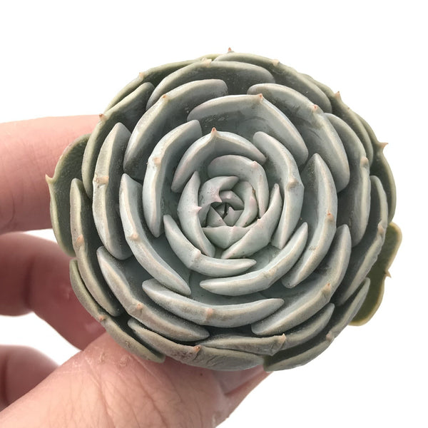 Echeveria sp. 1"-2” Rare Succulent Plant