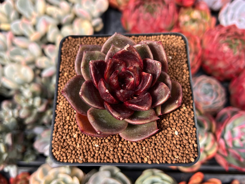 Echeveria 'Apothic Red' 2" New Hybrid Succulent Plant